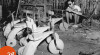 Foto seorang pengrajin yang tengah merakit sepeda roda tiga di sebuah industri kecil di Gang Sentiong, Jakarta, pada 29 Desember 1952.